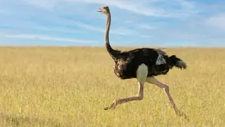 ostrich running evolution example