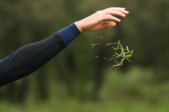 Golfer tossing grass into wind