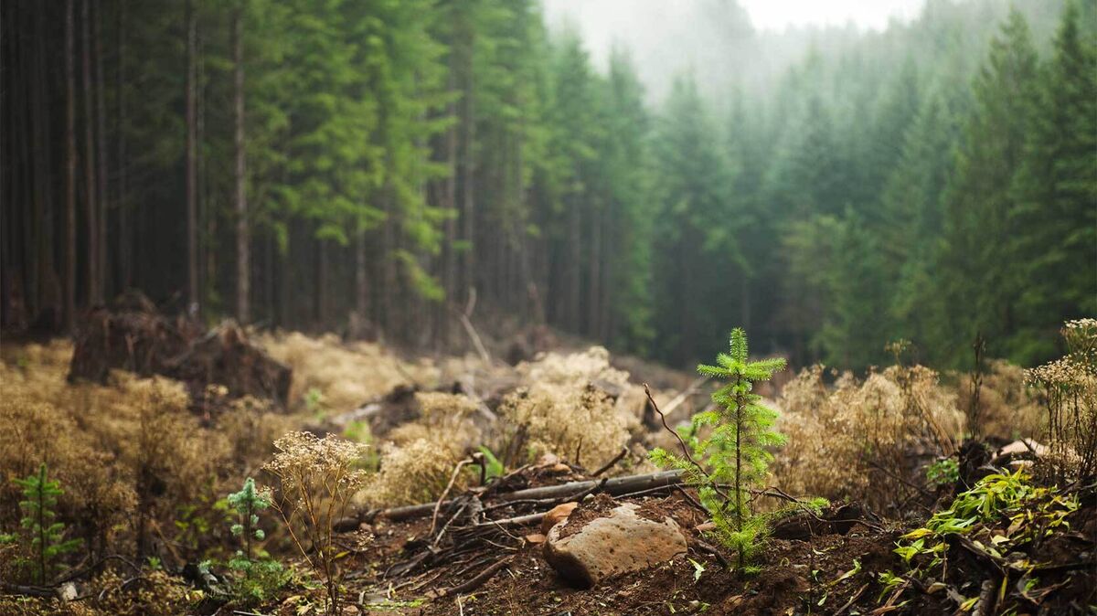 tree sapling in forest as example of secondary succession