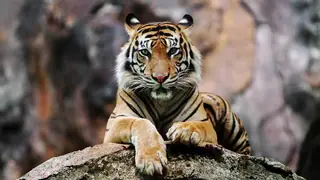 tiger is a gradualism example