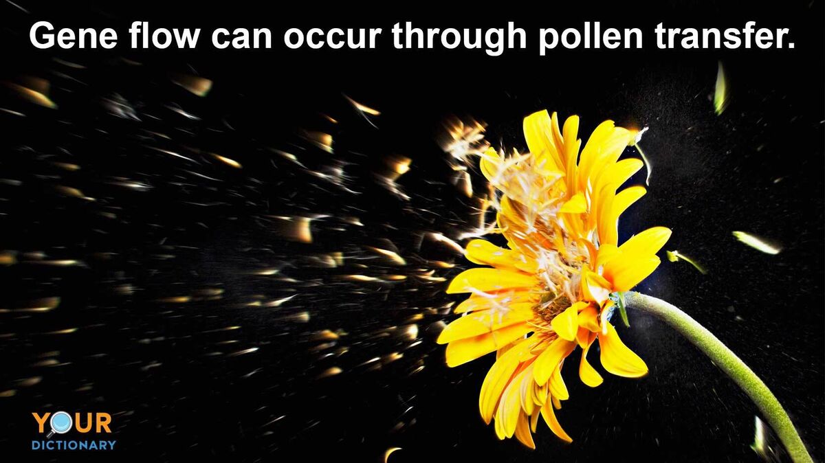 gerbera daisy pollen transfer gene flow example