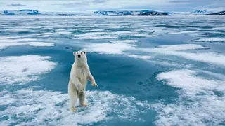 polar bear standing on ice in Norway