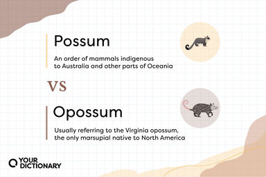 Possum vs Opossum illustrations with definitions