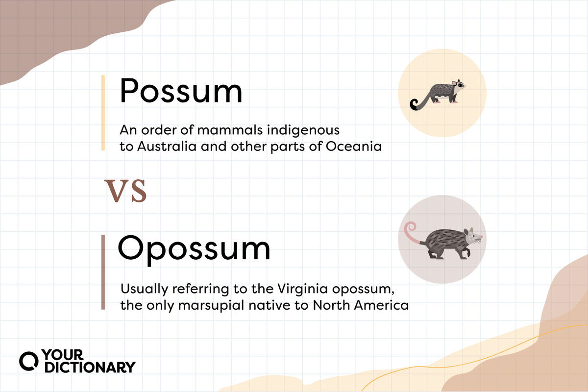 Possum vs Opossum illustrations with definitions