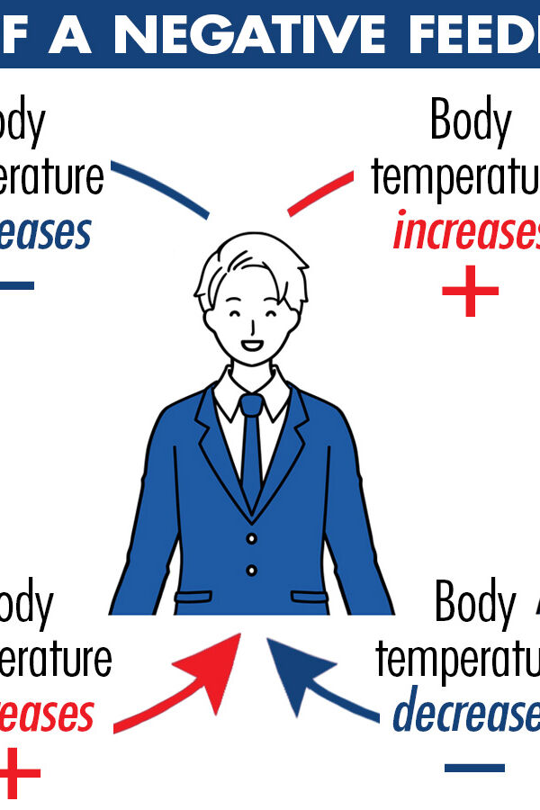 negative feedback loop examples environment