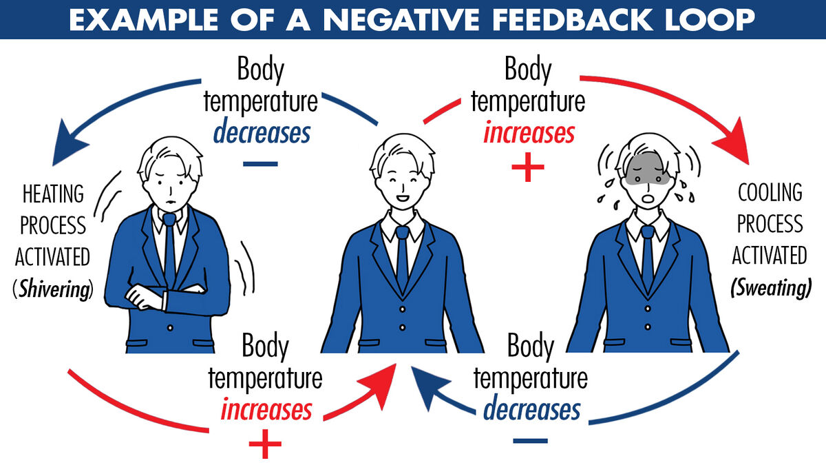 Negative Feedback Examples Biology