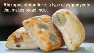 zygomycetes example of rhizopus stolonifer making bread mold