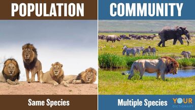Main Difference Between a Population and a Community