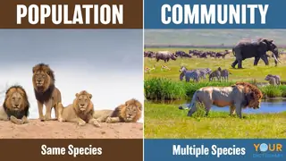 difference population and community African animals