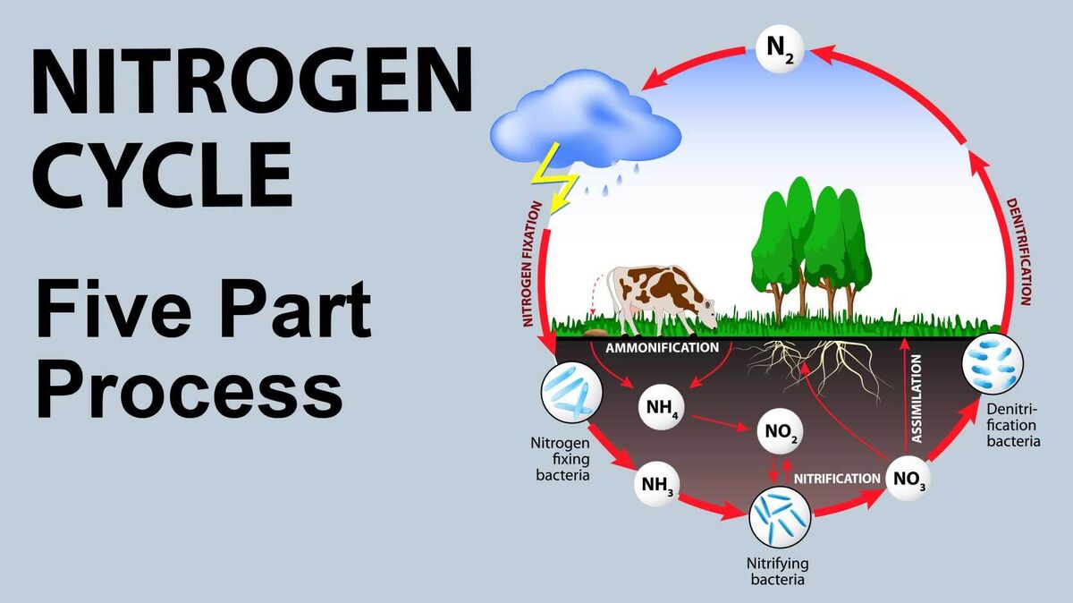Nitrogen cycle diagram as nitrogen cycle examples