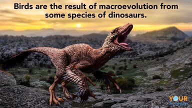 macroevolution dinosaurs to birds