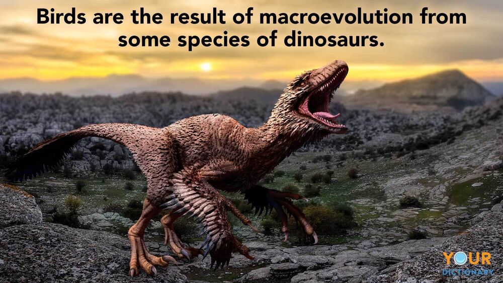 Examples of Macroevolution Across Time and Species | YourDictionary