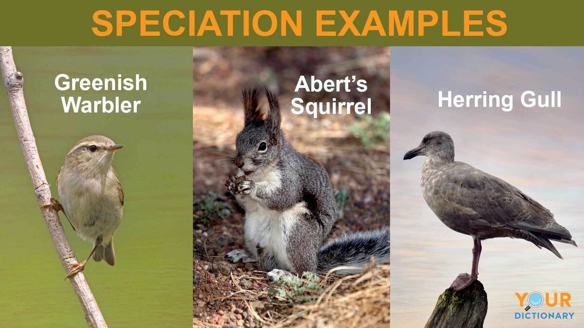 speciation examples of birds and squirrel