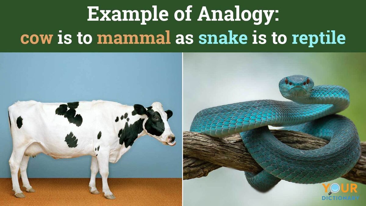 example of analogy cow mammal snake reptile