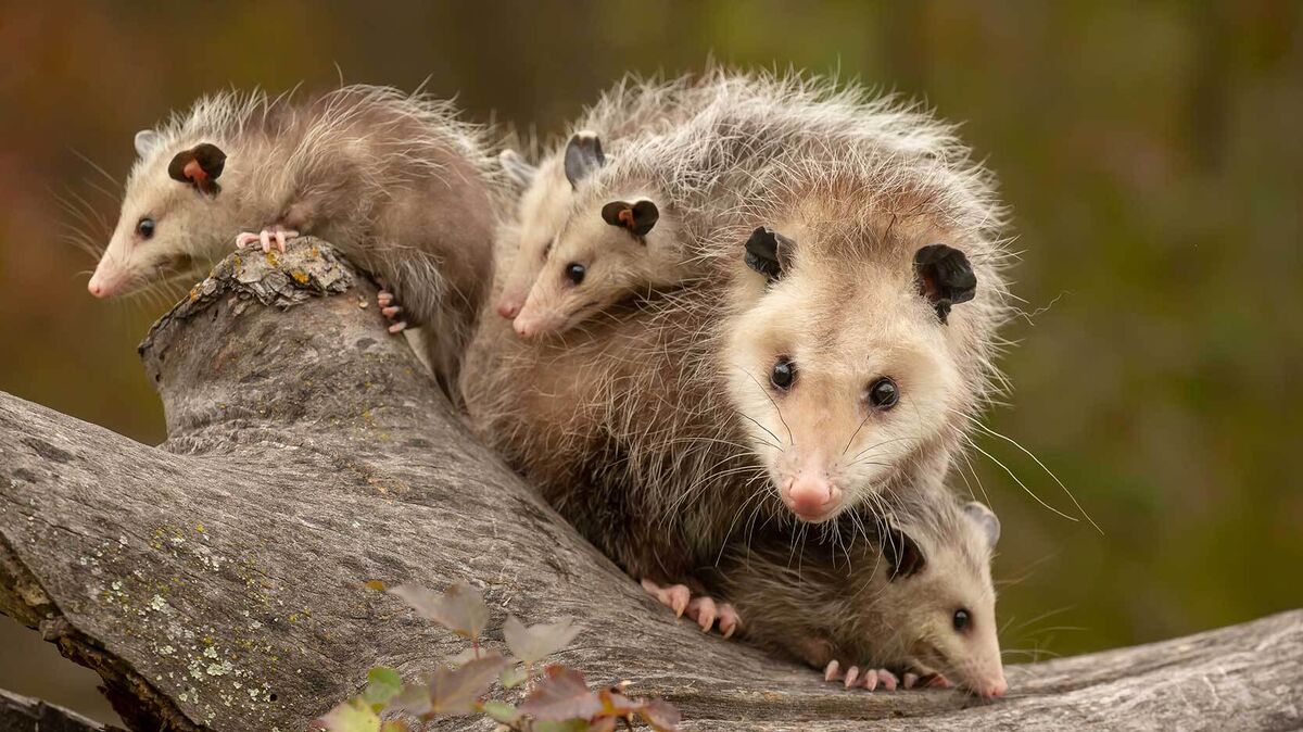 opossum fact that opossums have multiple babies
