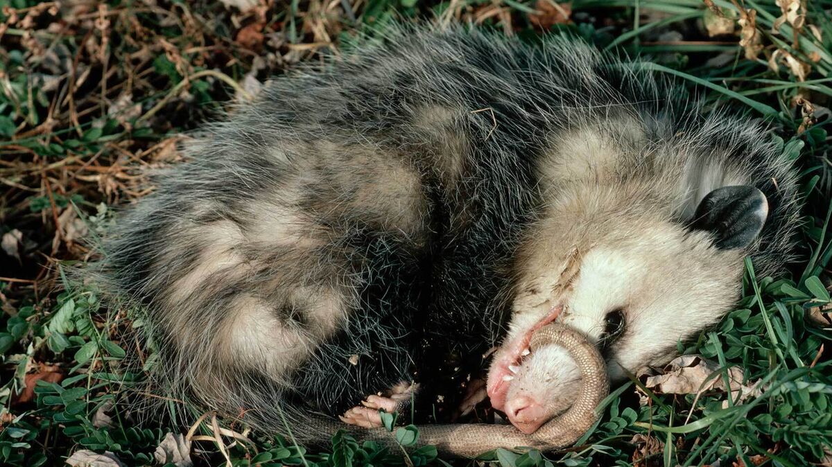 opossum fact that opossums play dead