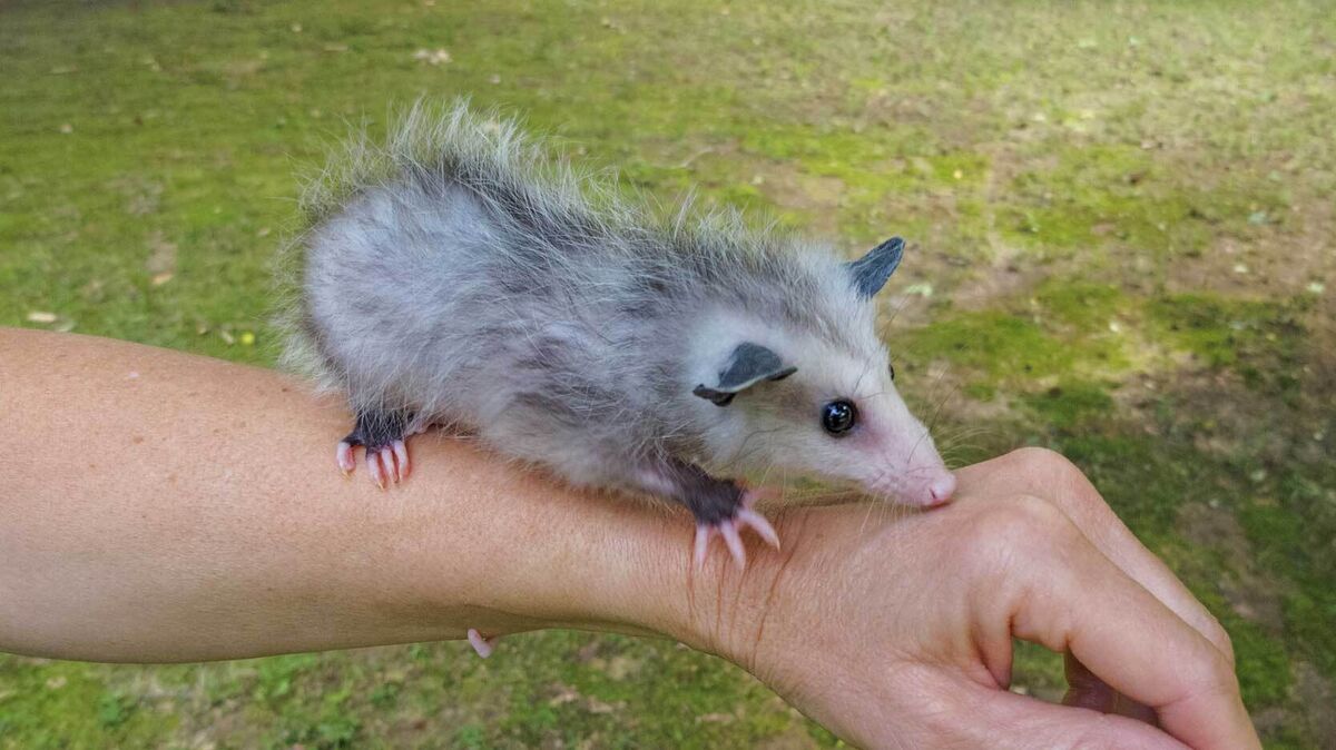 opossum fact that babies are called joeys
