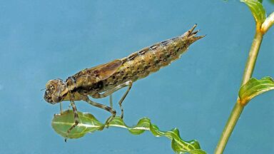 dragonfly larva on leaf