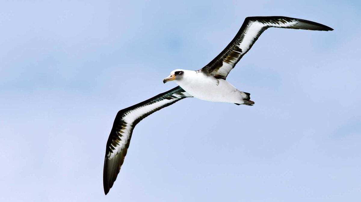 Laysan Albatross flying against blue sky