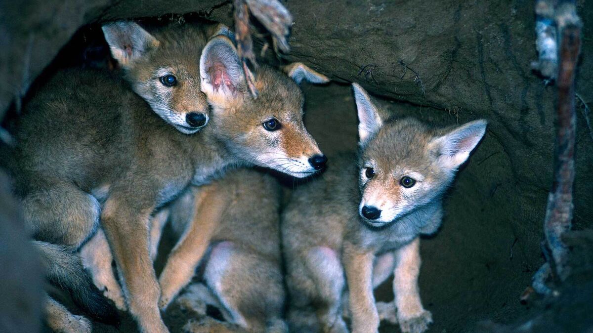 coyote baby facts shows pups in den