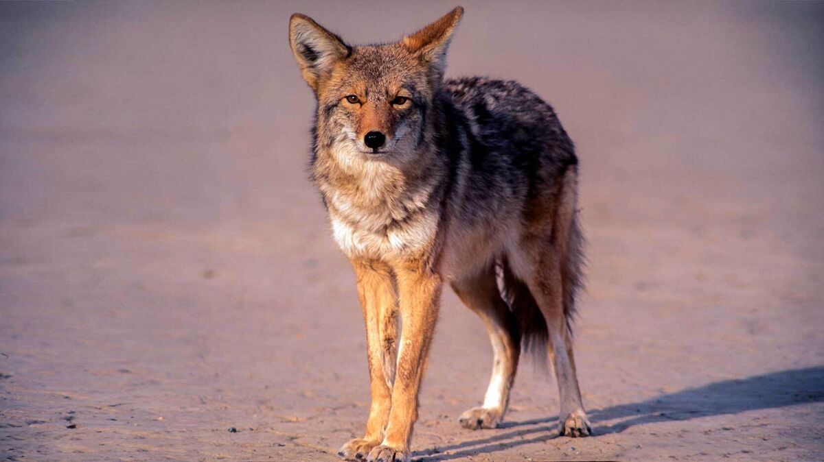 wild coyote standing in desert
