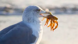 omnivore gull holding crab