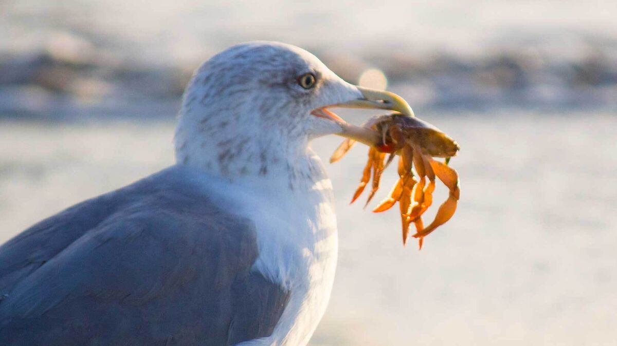 Examples of Omnivores YourDictionary