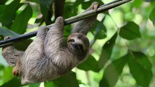 omnivore sloth hanging from tree
