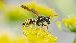 omnivore yellow jacket wasp closeup