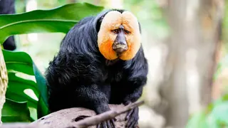 omnivore white-faced saki monkey