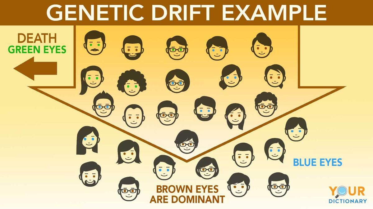 genetic drift example