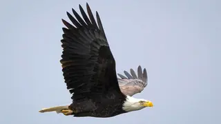 bald eagle american symbol