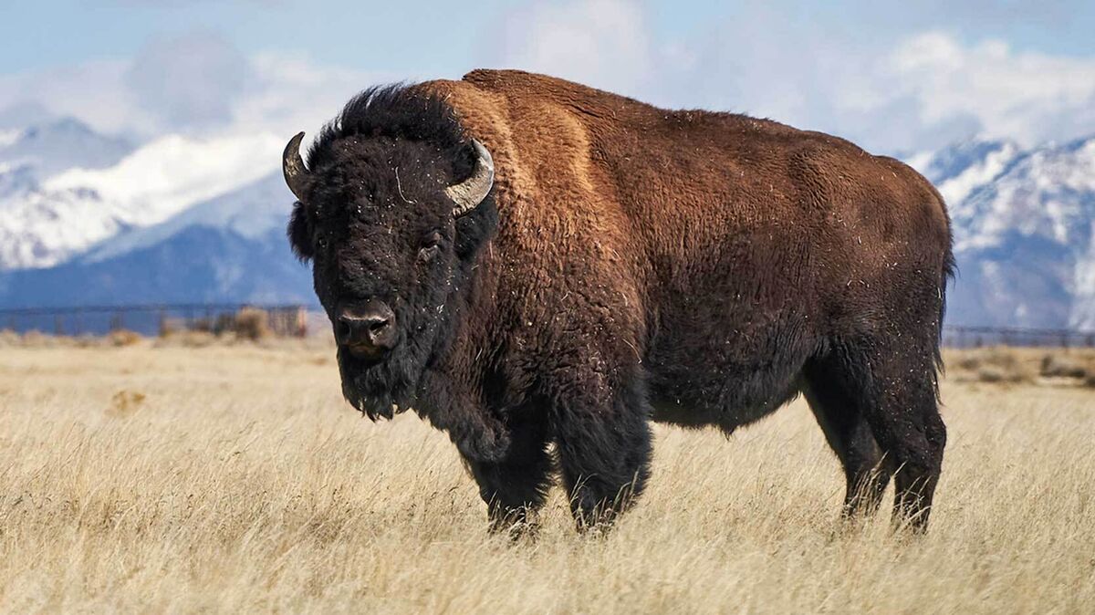 american bison symbol national mammal
