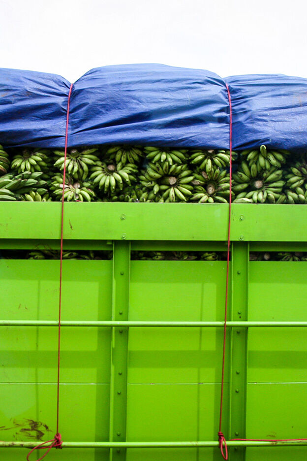 What Is a Banana Republic? Explanation and Examples YourDictionary