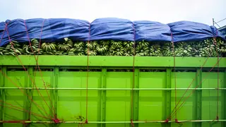 bananas in transit in green container