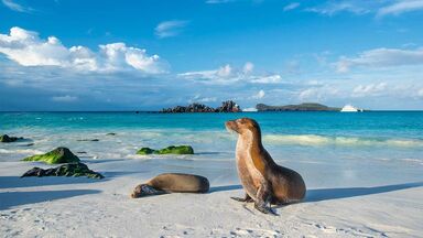 galapagos sea lion