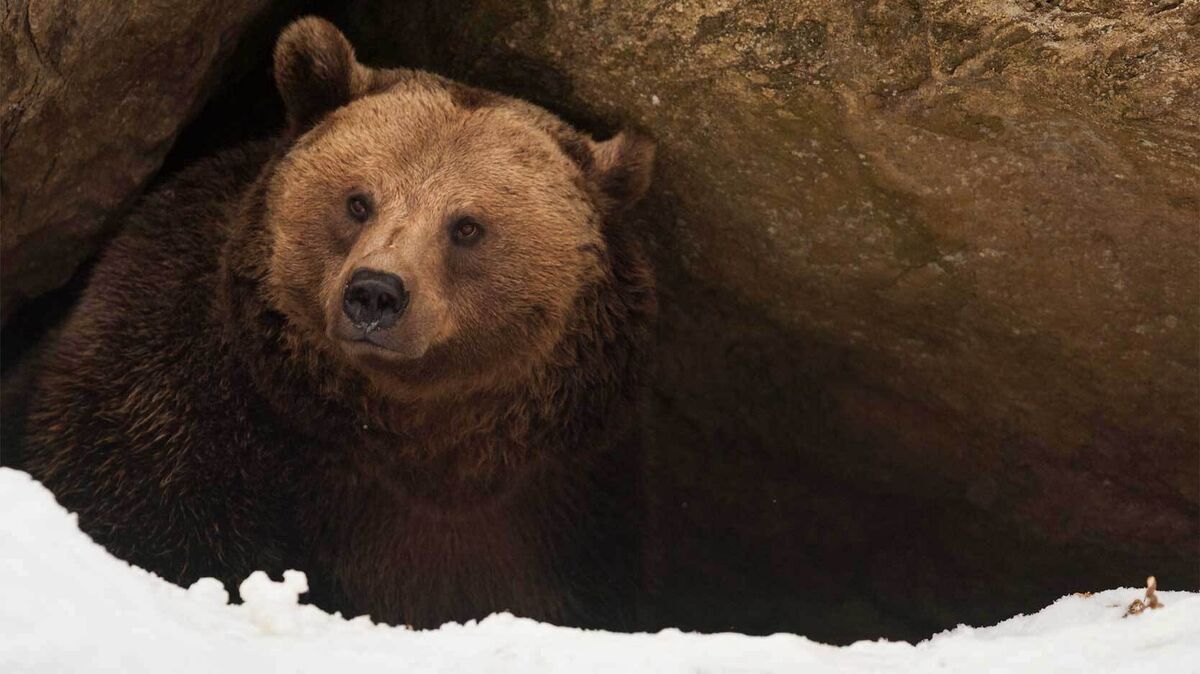 bear in den winter