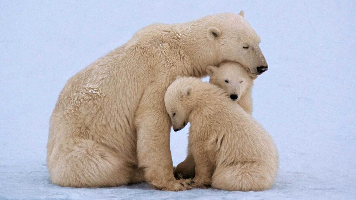 polar bear mother and twin cubs