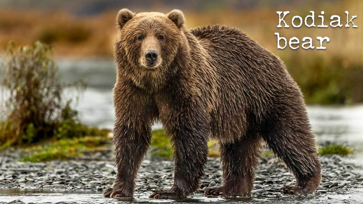 kodiak grizzly bear