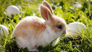 bunny rabbit symbol fertility