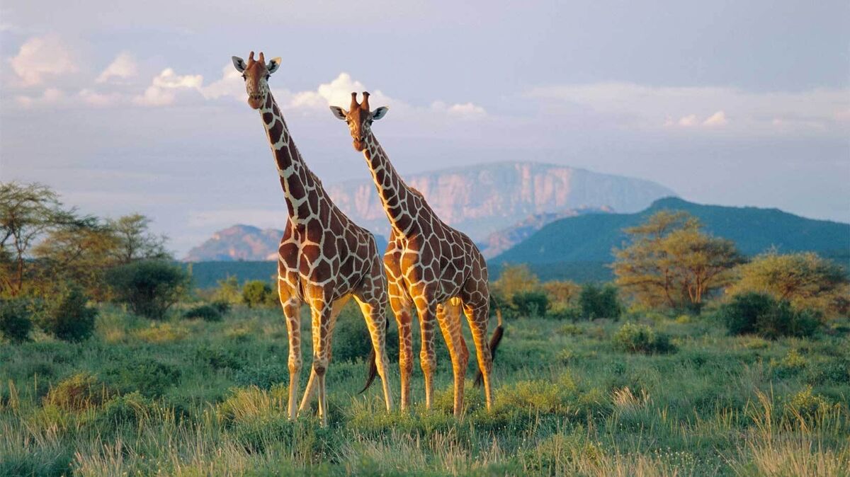 reticulated giraffes in Buffalo Springs National Reserve Kenya