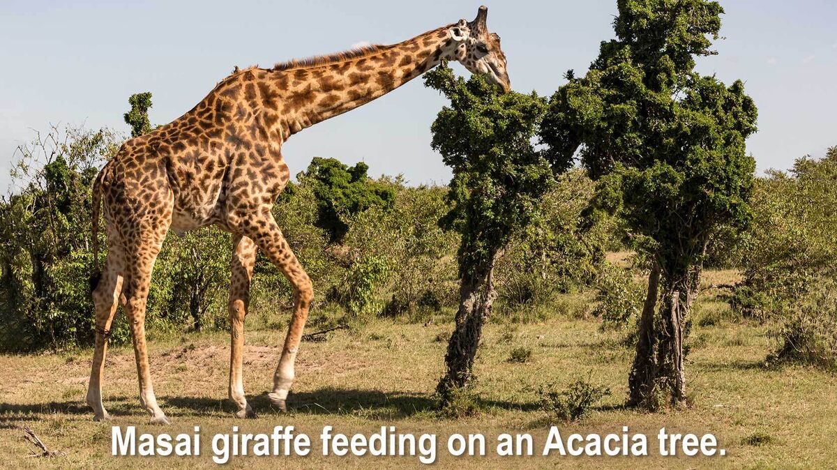 masai giraffe feeding on an acacia tree