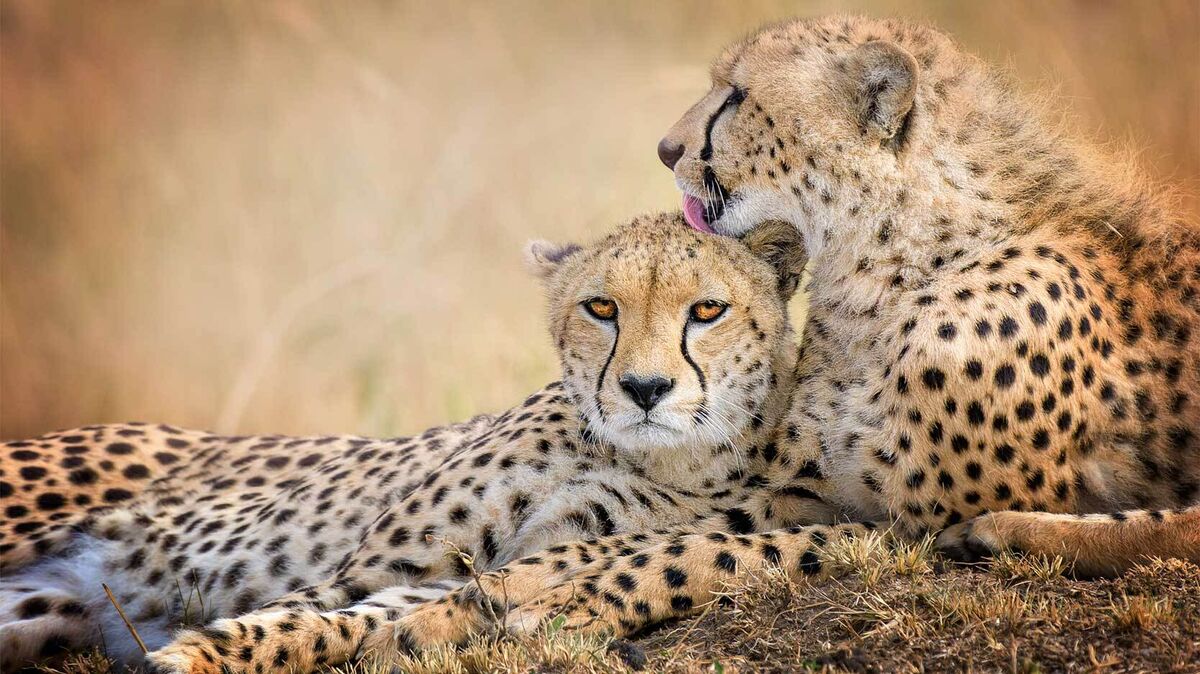cheetah mother and son Kenya