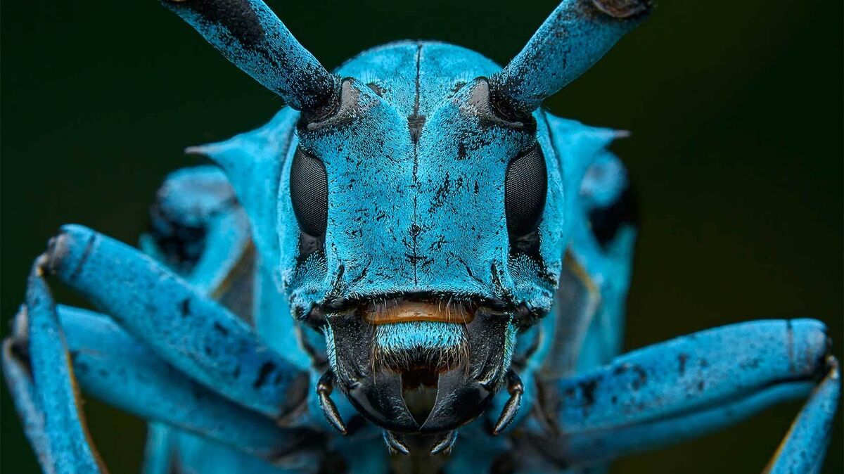 close up blue longhorn beetle