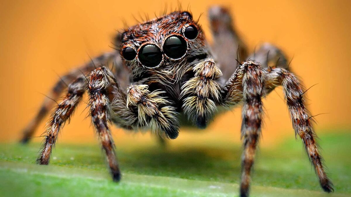 close up jumping spider