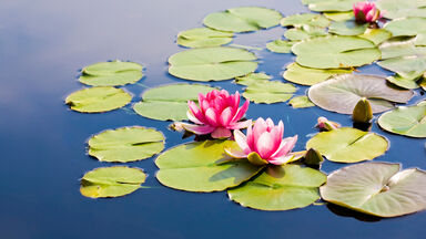 water lily plant adaption example