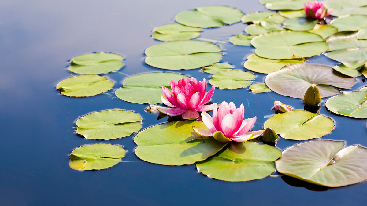 water lily plant adaption example