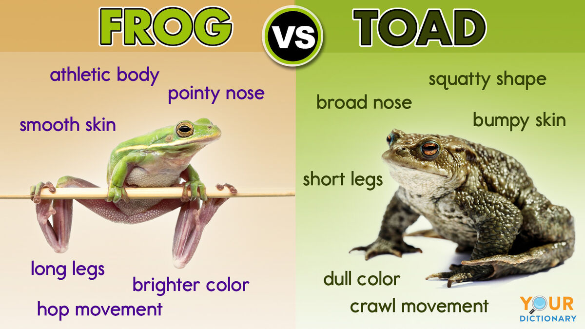 frog and toad venn