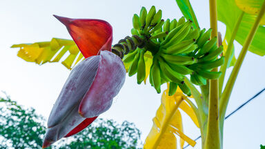 banana blossom