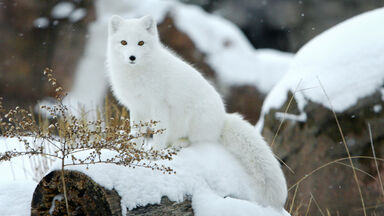 arctic fox in snow